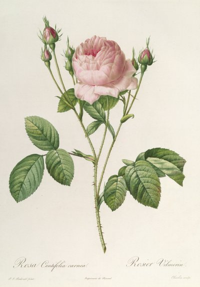 Rosa Centifolia Carnea, de 